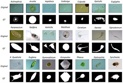 EMDS-6: Environmental Microorganism Image Dataset Sixth Version for Image Denoising, Segmentation, Feature Extraction, Classification, and Detection Method Evaluation